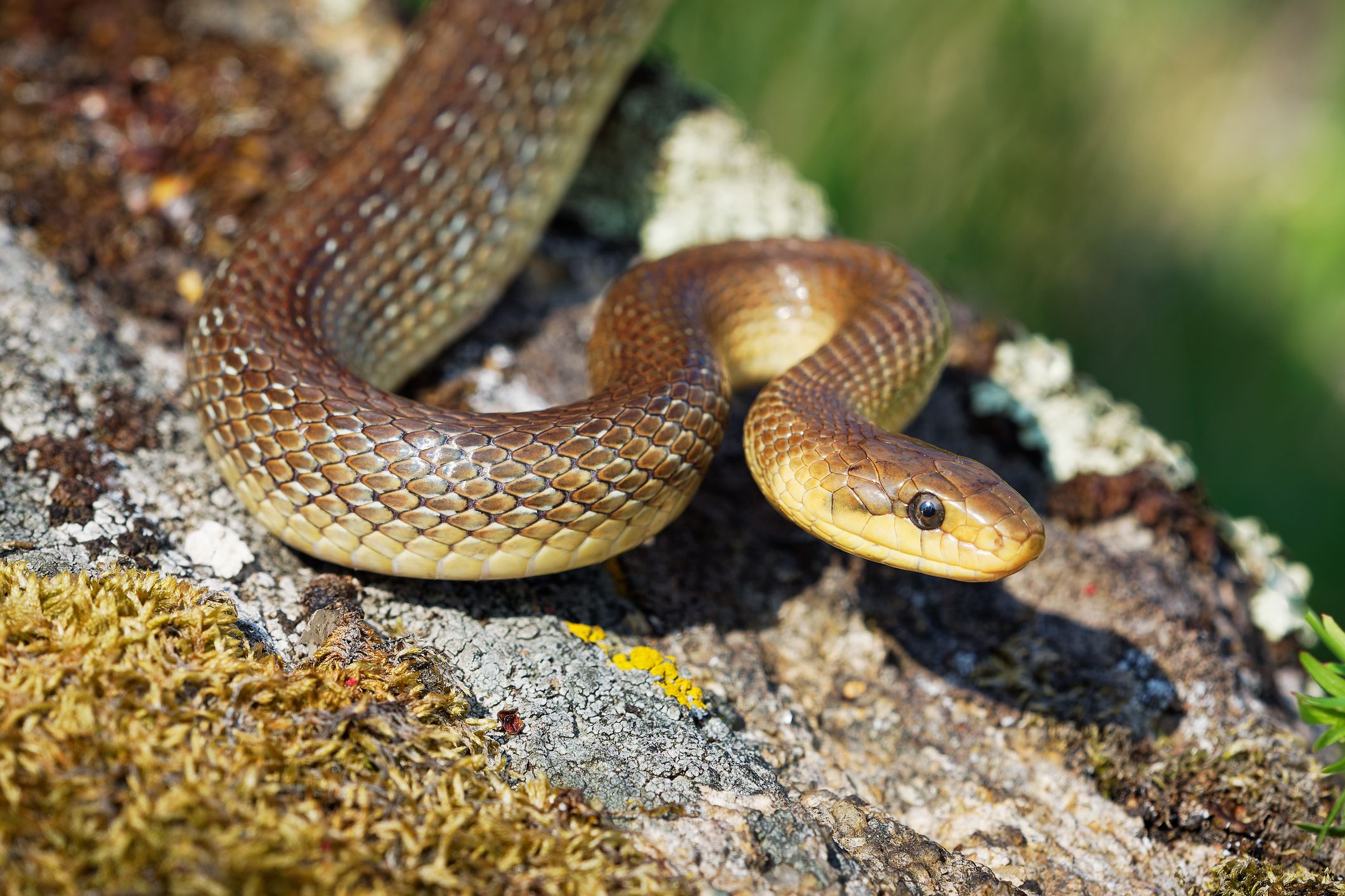 Local Snakes Exploring Aesculapian Snakes in the UK – Invisiverse News